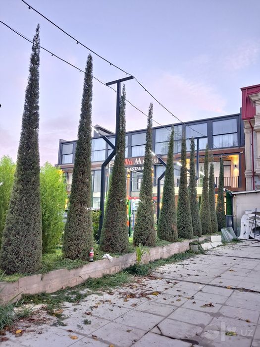 Archa kesish xizmati