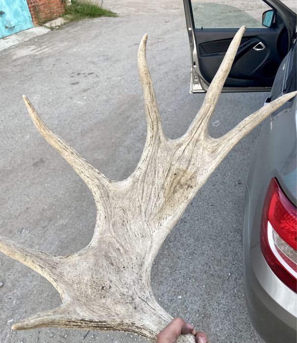 Продам хороший трофей.