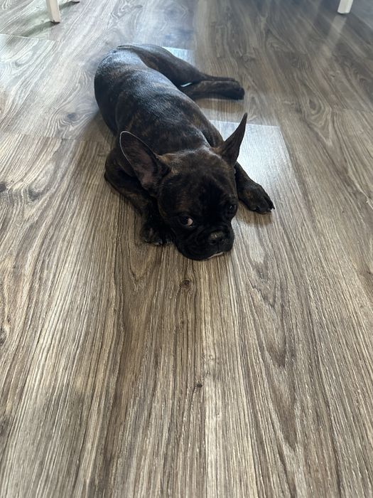 Вязка французкий бульдог