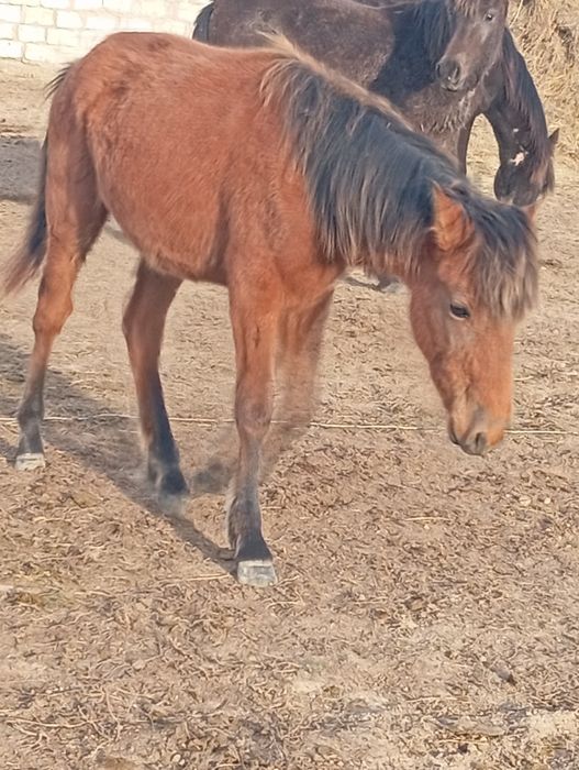 тай обмен на мотоцикл