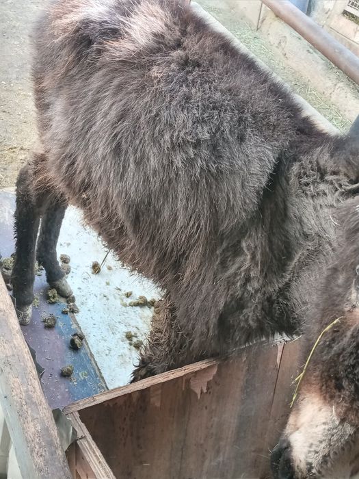 Обмен на скутер м8