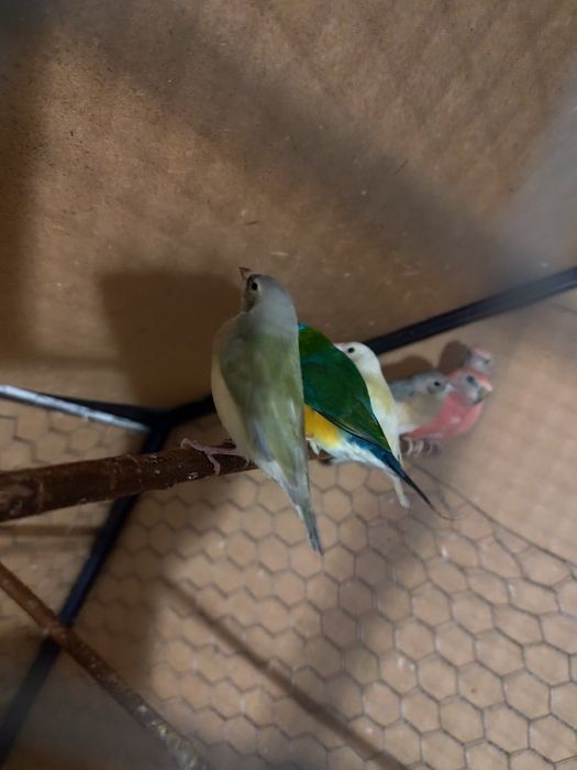 De vânzare Gould Amandine