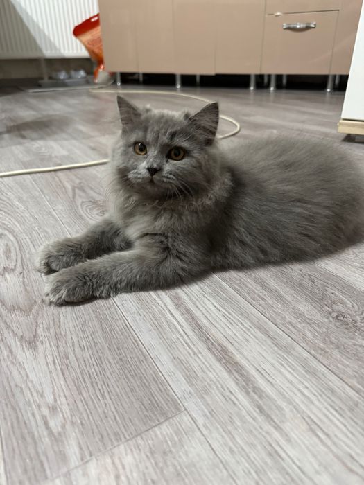 Котенок длинношерстный британец