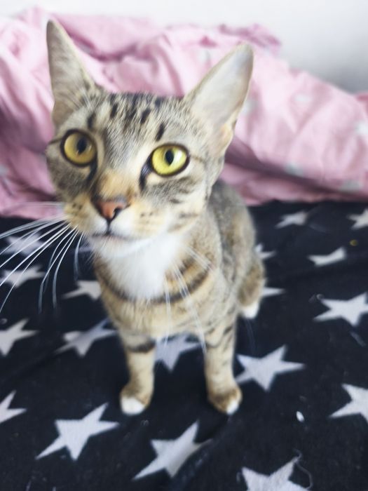 Adoptie/foster Pisici (URGENT)