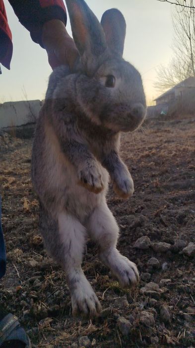 Zotdor quyonlar sotiladi