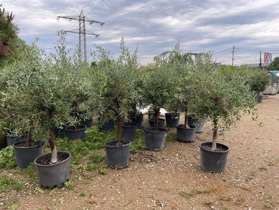 Amenajare gradina cu plante ornamentale și gazon rulou