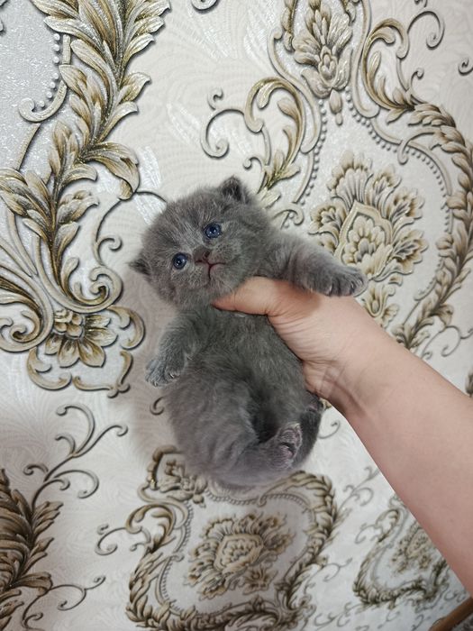 Skotish fold va strayt