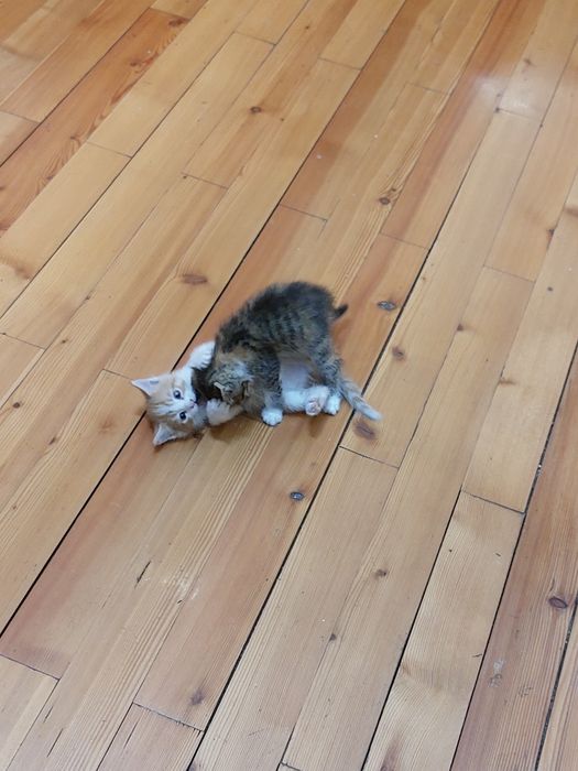 В добрые руки милые котята