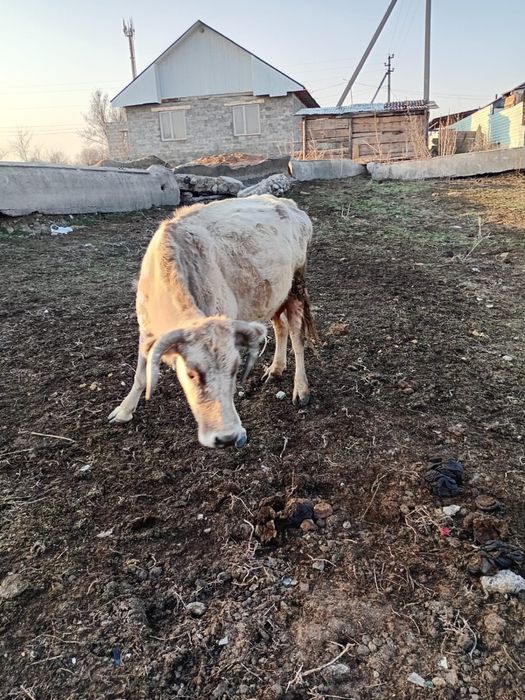 Продам корову дойную