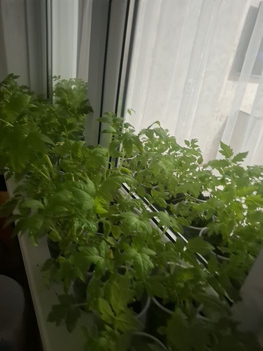 Продам рассаду помидора