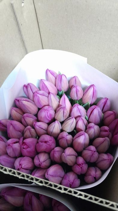 Тюльпаны оптом