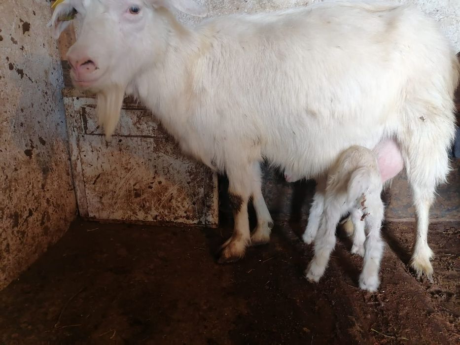Ешкілер сатылады сауынды ешкілер