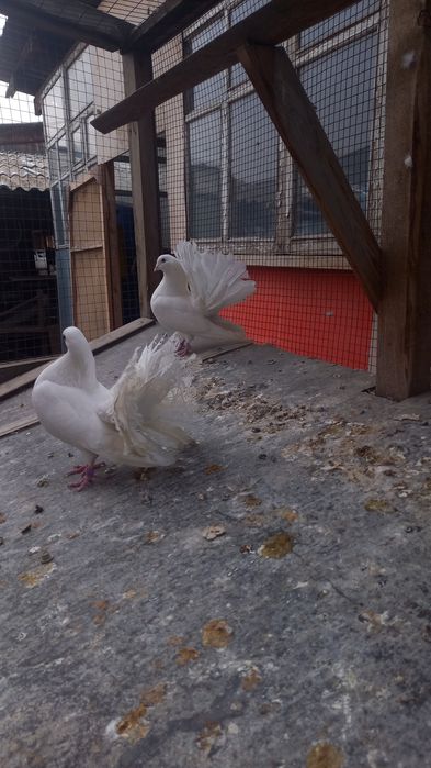 Голуби пара павлинов