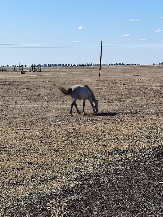 Продам коня самец