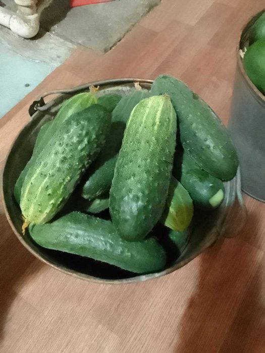 Продам огурцы домашние