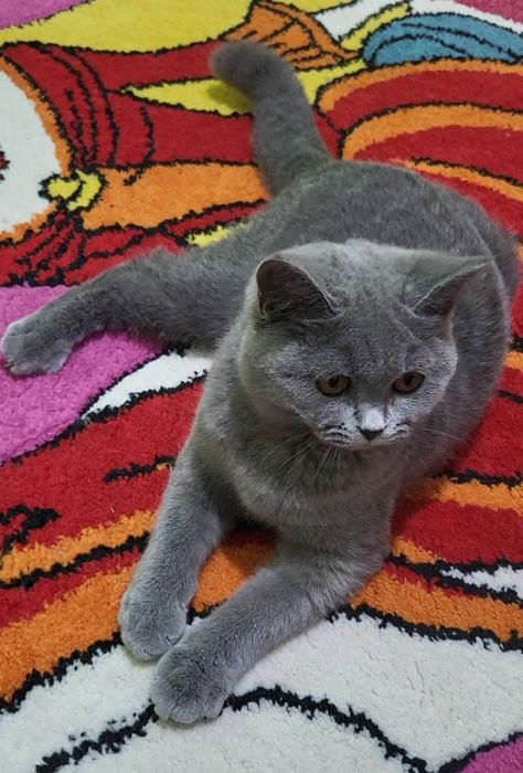 British shorthair