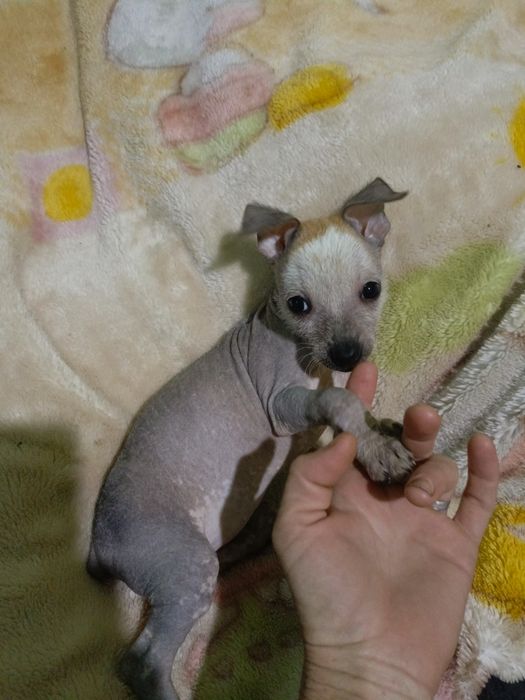 Щенки Косоломини 2 месяца