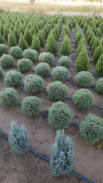 Tuia direct din pepiniera