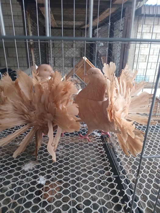 Продам голуби павлины