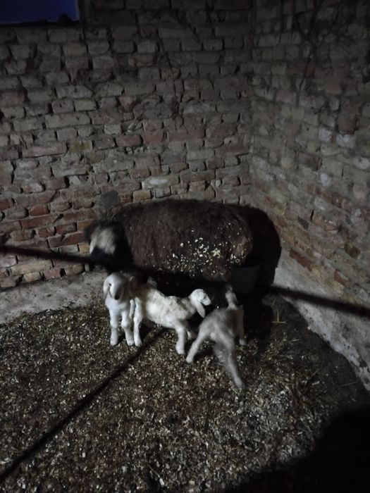 Добре гледани агнета.