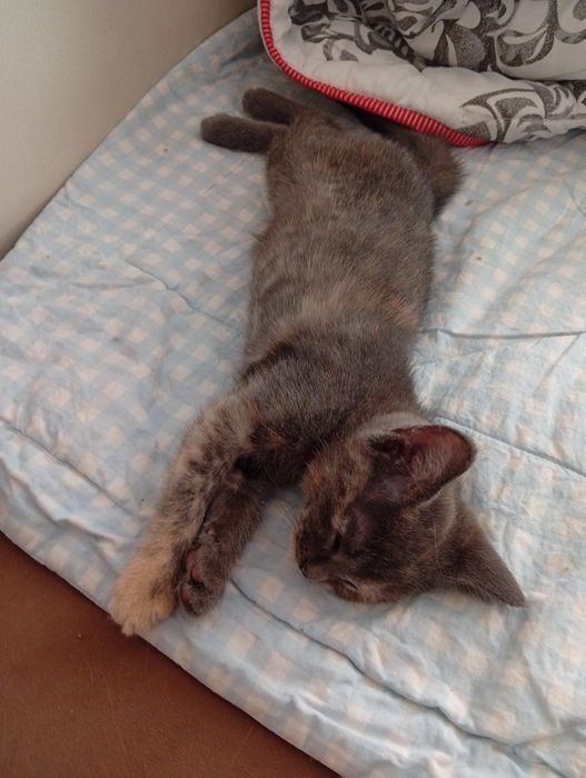 Котенок девочка бесплатно