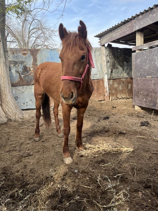 Сатылады 6жасар или обмен 2жабагы