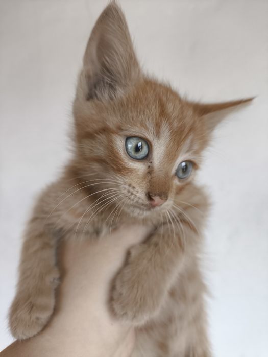 Котята ищут хозяев