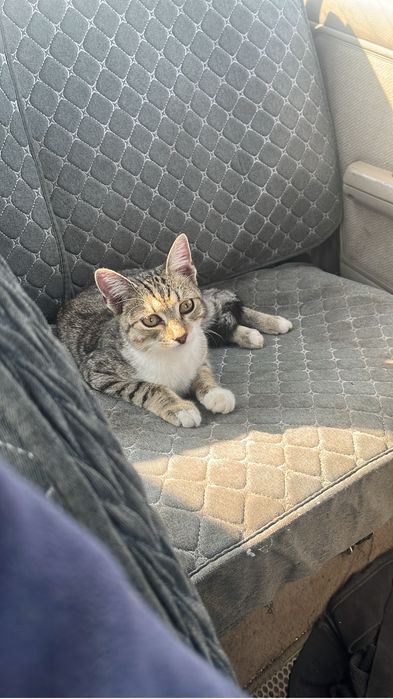 Котенок ищет дом .
