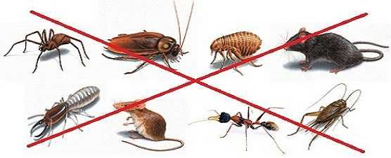 Борба с всички видове пълзящи и летящи насекоми и гризачи - вредители