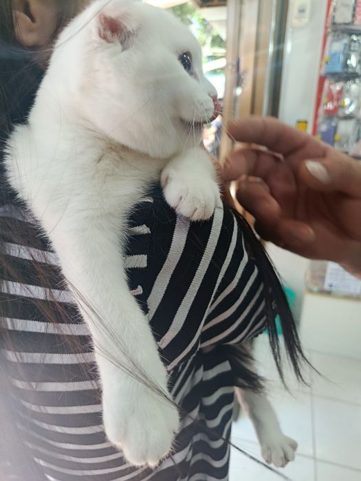 Кошка скотиш фолд