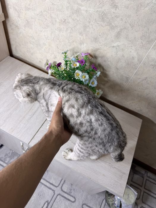 Scottish Fold sotiladi