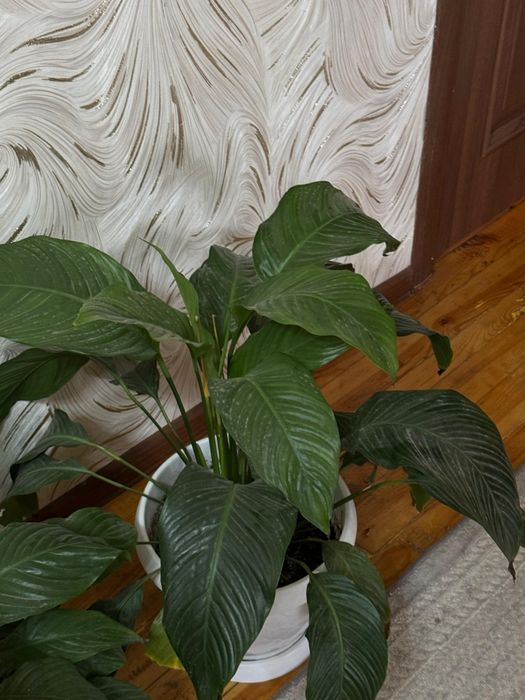 Комнатные цветы высота 50 см