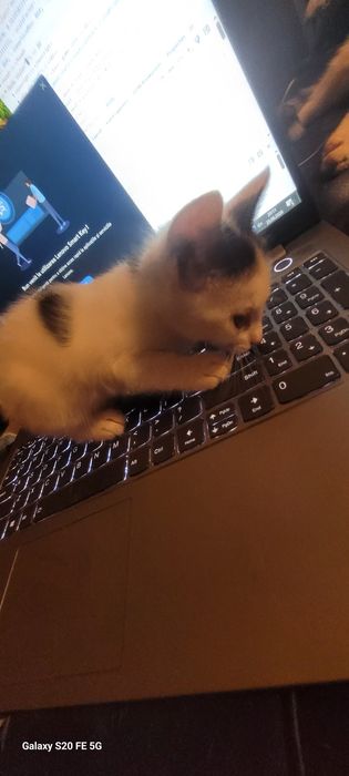 Ofer spre adoptie 4 pui pisica de 8 saptamini!