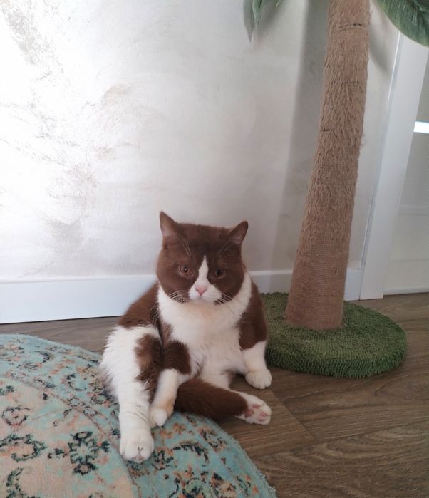 British shorthair cu pedigree