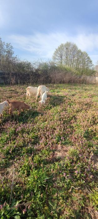 Capre cu iezi tinere