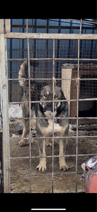 Продам суку сао.