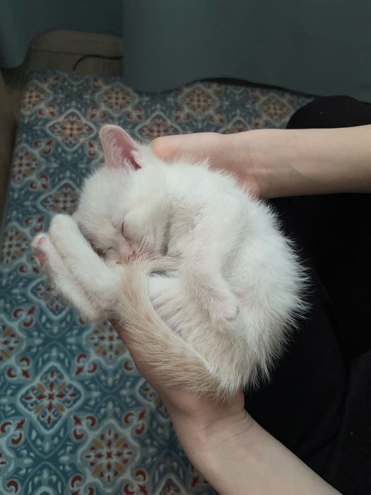 Котенок мальчик. 2000тг