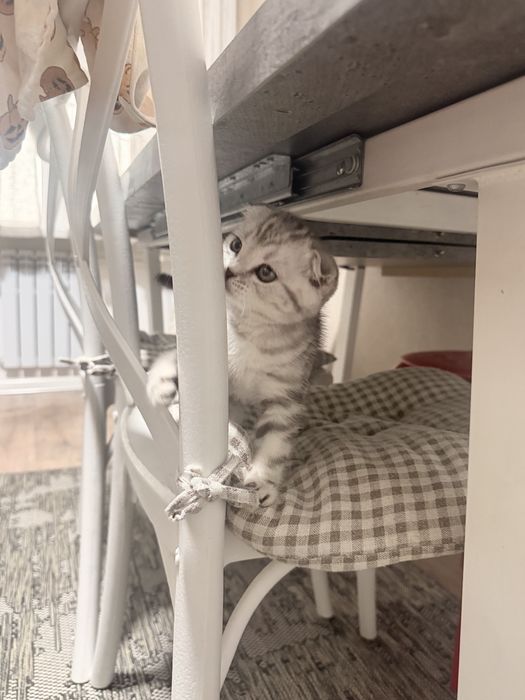 Котенок 3 месяца скоттиш фолд
