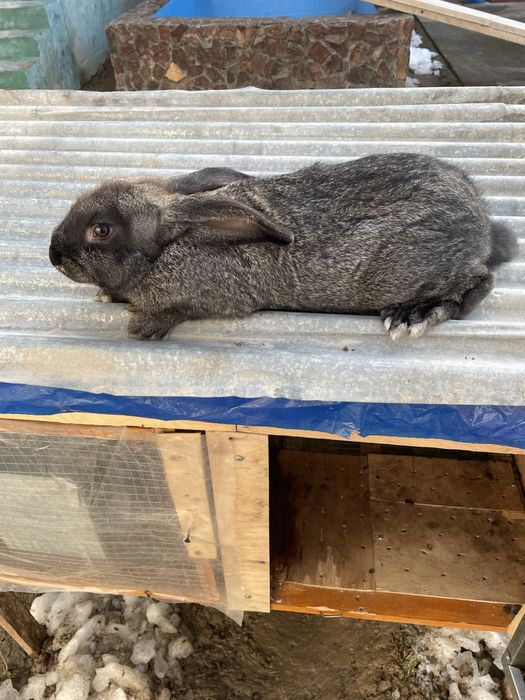 Quyon velikan toza qon