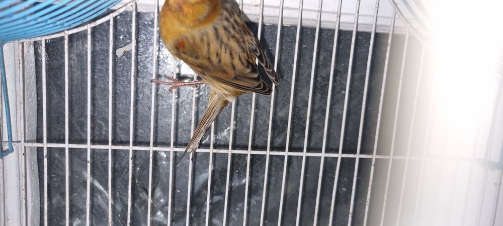 Канарейка  сотилади