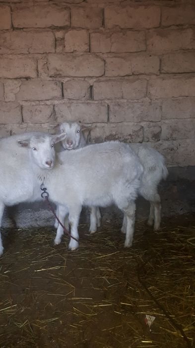 Орыс ешкісінің лақтары