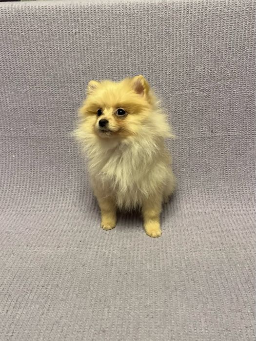 Femela pomeranian, rasa pura!