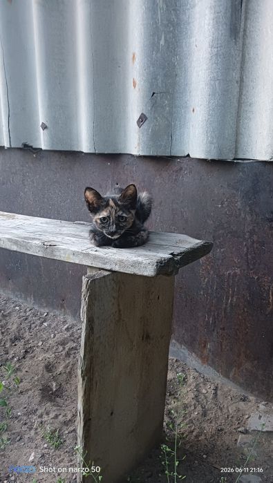 Отдам котят даром!