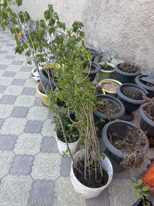 Продам Саженцы сирени