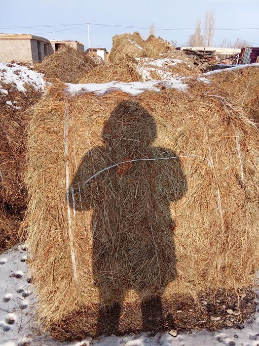 Шөп сатылады Қарқаралы өңірінің