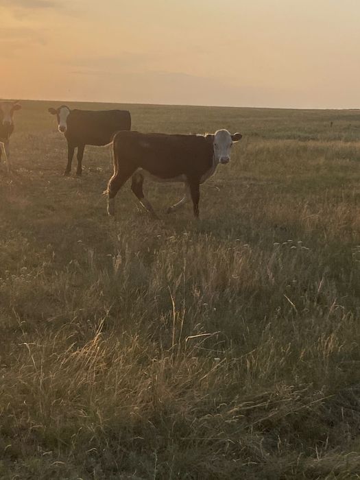 Крс от астаны 160 км