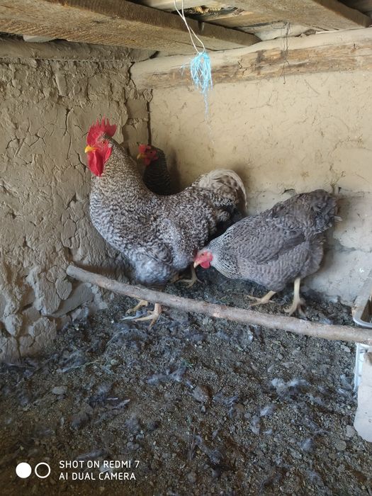 Amroks sotiladi 1 xoroz 2 makyon