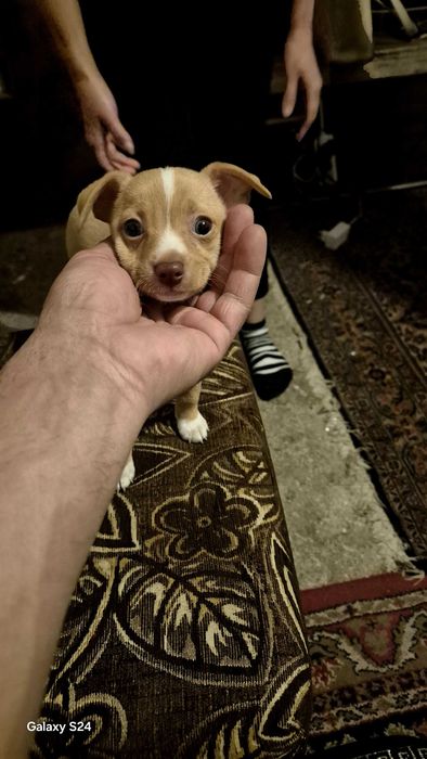 Продавам куче мини пинчър на два месеца пол мъшки разград