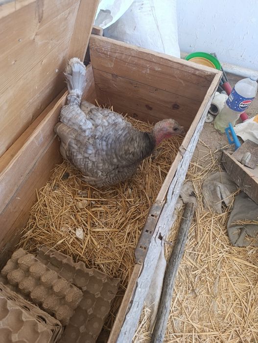 Aspidin kurka makiyoni sotiladi