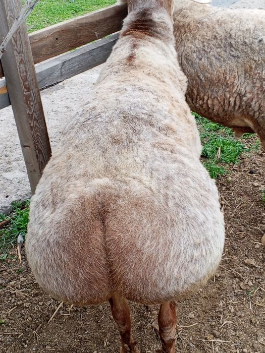 Продается кошкар